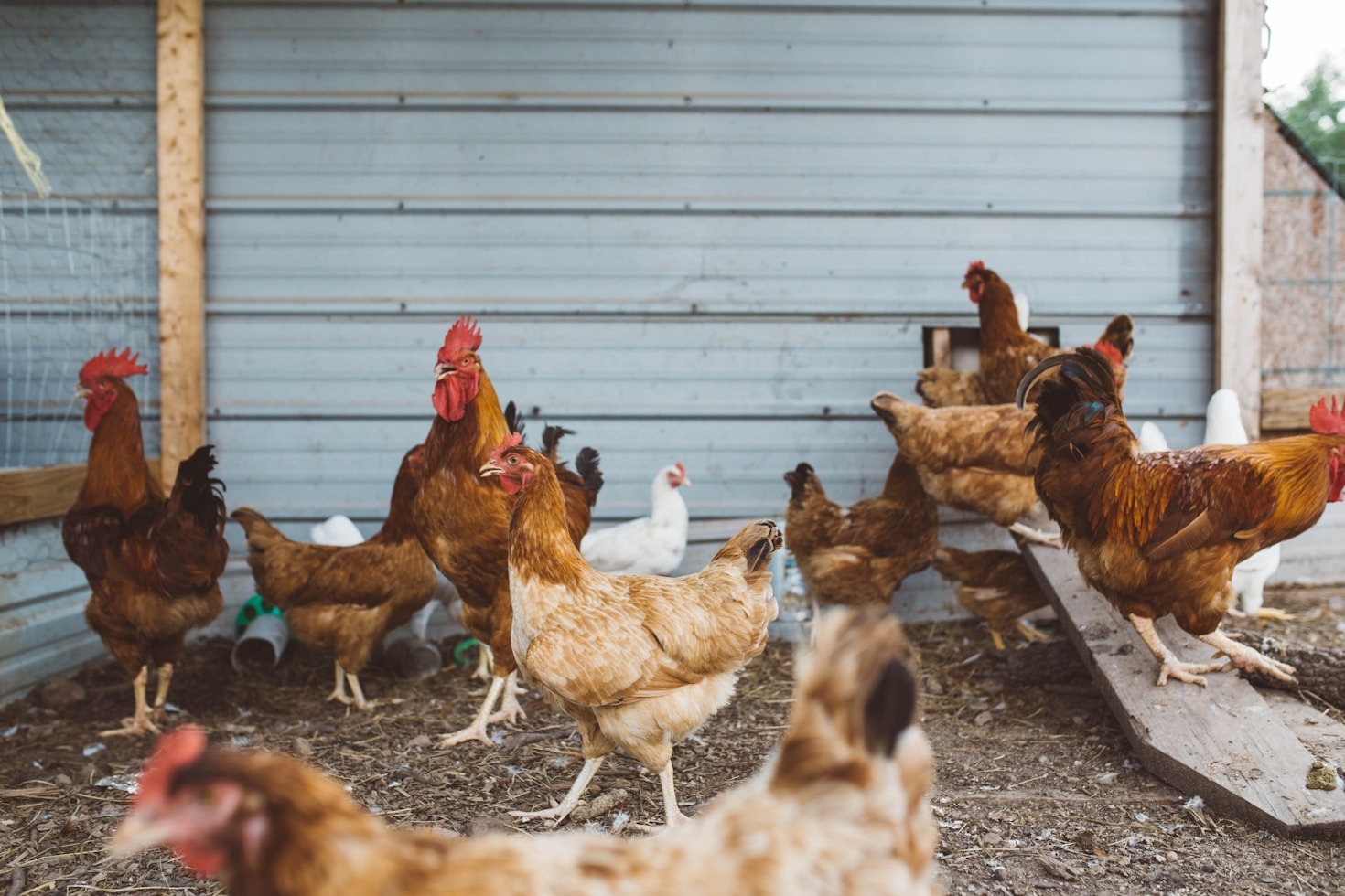 How Climate-Smart Practices Revolutionize Poultry Farming