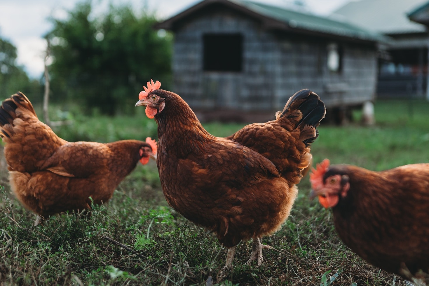 Building Profitable Ecosystems Through Regenerative Agriculture