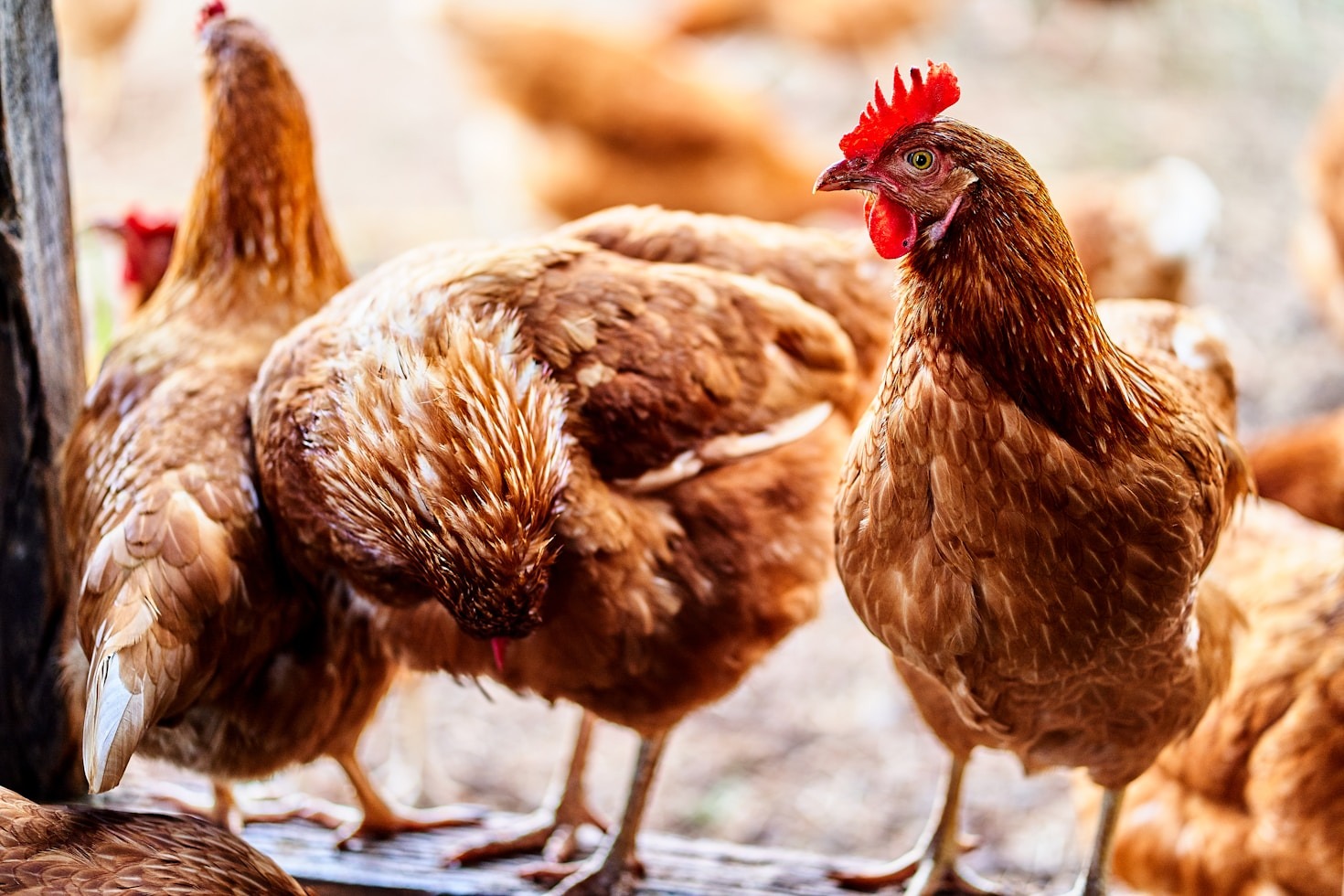 The Benefits of Sustainable Poultry Farming in Uganda