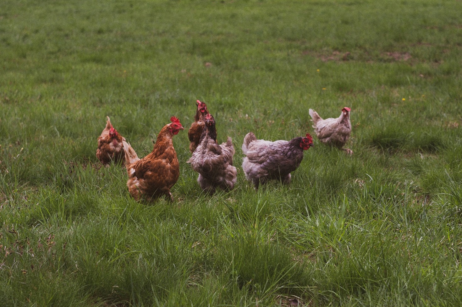 Egg Production: Insights into Quality and Care