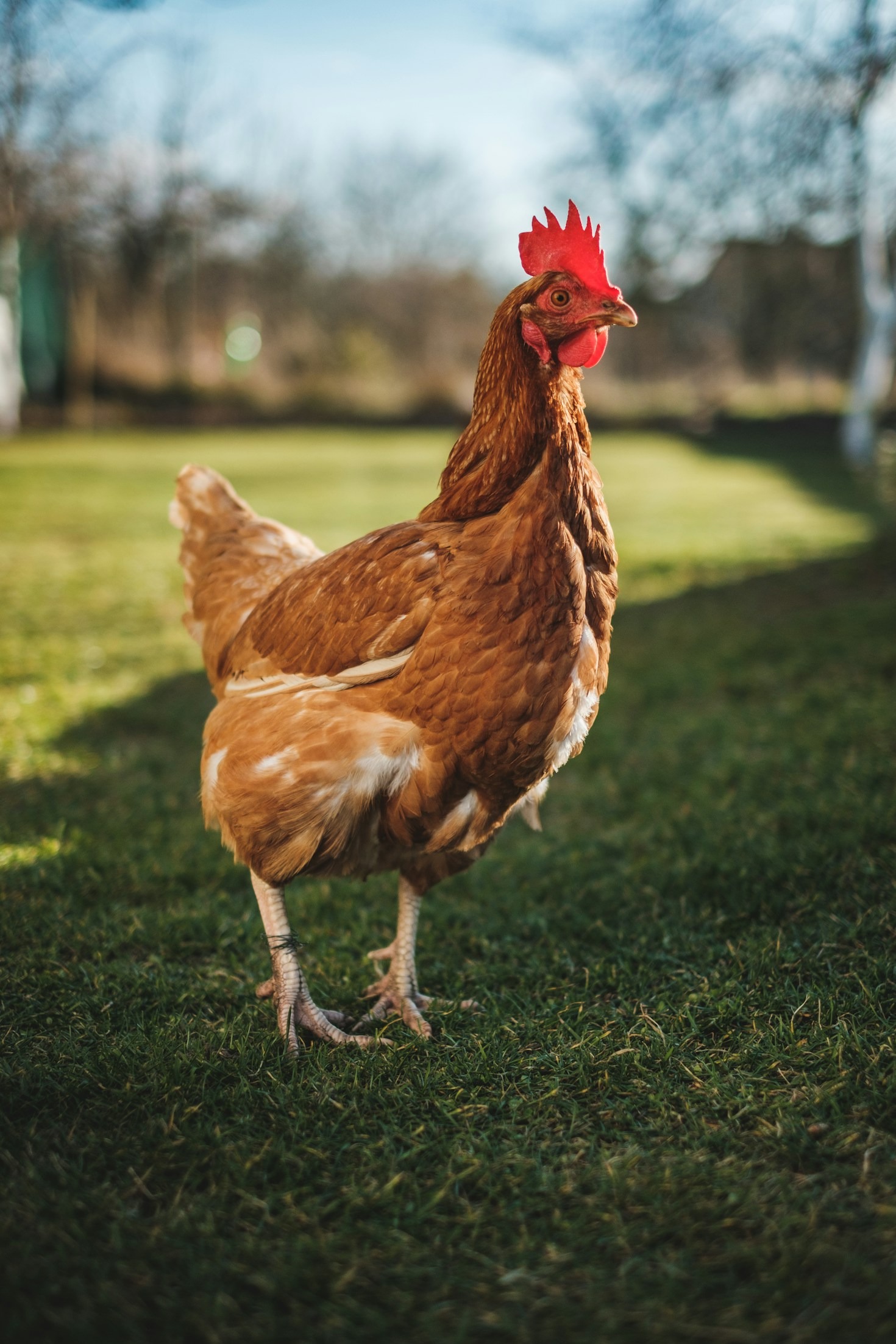 Transforming Smallholder Farms into Thriving Businesses