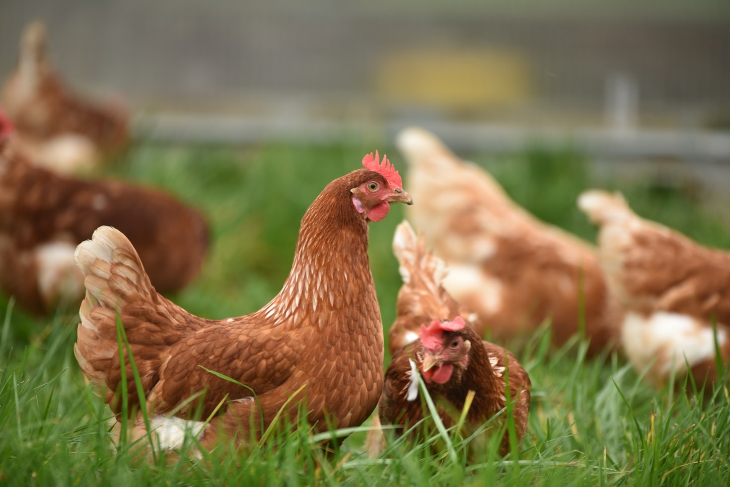 The Future of Poultry Farming in Uganda